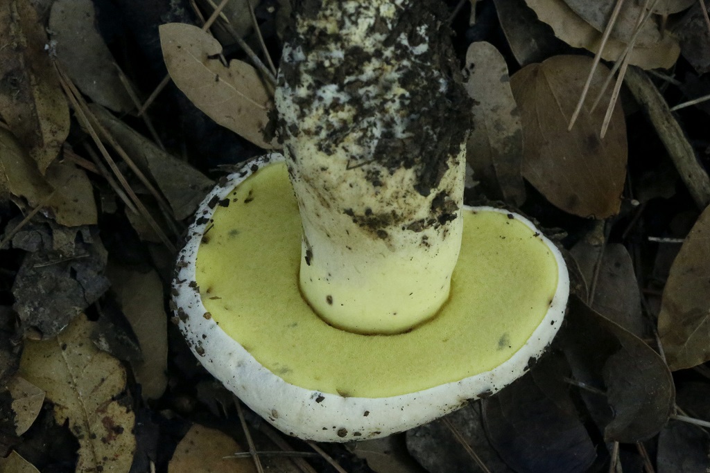 Грибы найдены под дубами на севере Израиля. Сентябрь 2019 года. Этот вид грибов не съедобен из-за очень горького вкуса. Автор фото: Александр Гибхин