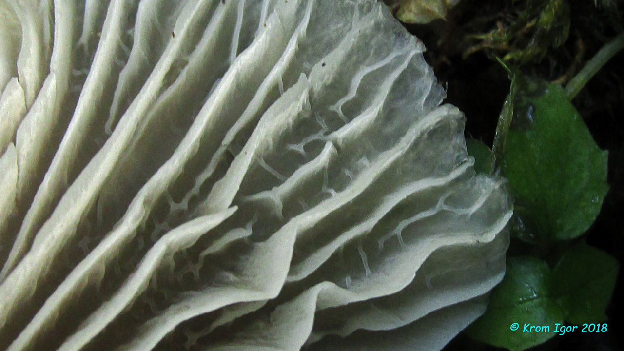 Говорушечка обильная (Clitocybula abundans). Автор: Кром Игорь