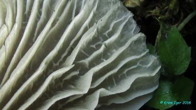 Говорушечка обильная (Clitocybula abundans)  Автор фото: Кром Игорь