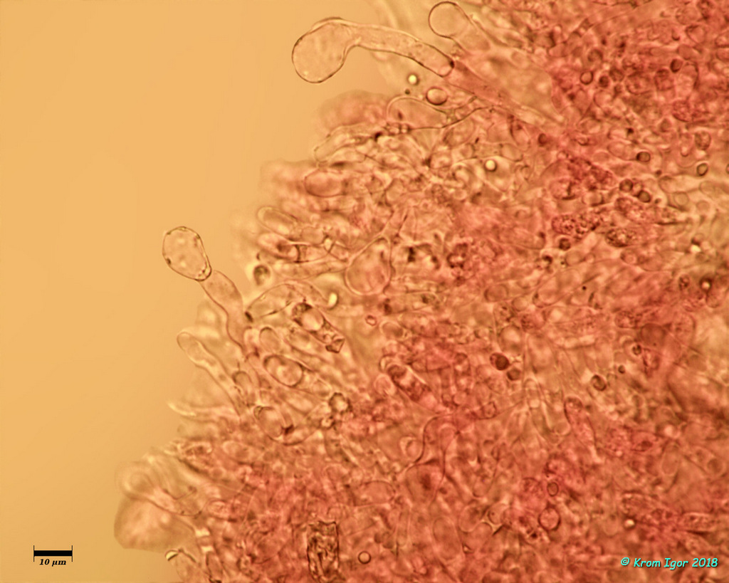 Говорушечка обильная (Clitocybula abundans)Хейлоцистиды. 400x, р-р конго красного. Автор фото: Кром Игорь