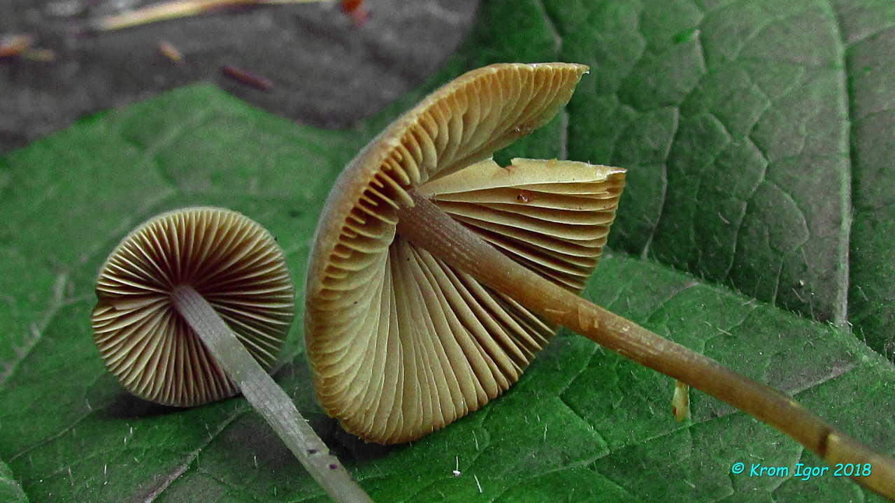 Коноцибе сиенопластинчатая (Conocybe siennophylla). Автор: Кром Игорь