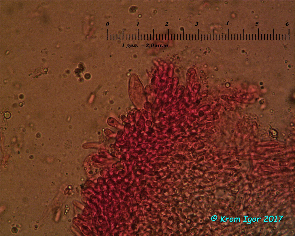 Пилеипеллис: гименидерма с выступающими пилеоцистидами Автор фото: Кром Игорь