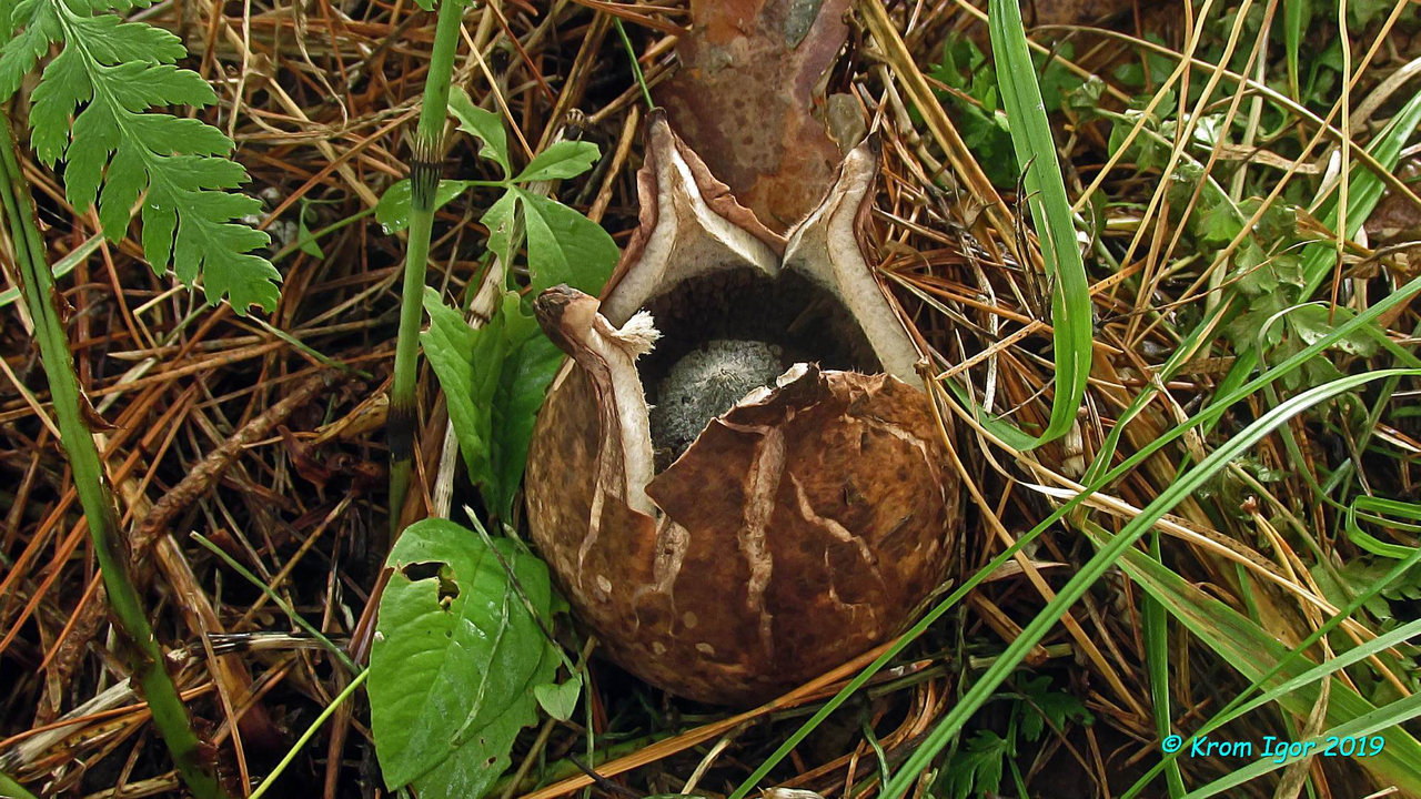 Геаструм черноголовый (Geastrum melanocephalum) Автор фото: Кром Игорь