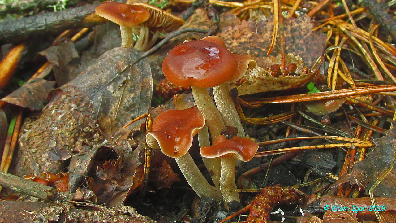 Наукория ложногорьковатая (Naucoria pseudoamarescens). Автор фото: Кром Игорь