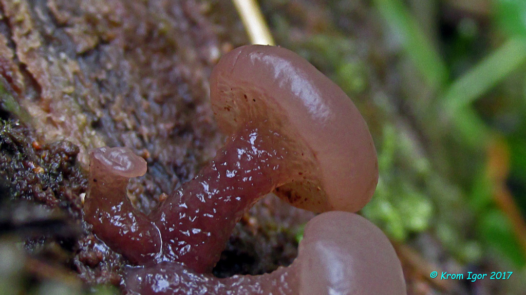 Неокудониелла светлеющая (Neocudoniella albiceps)На осиновом валежном бревне.  Автор фото: Кром Игорь