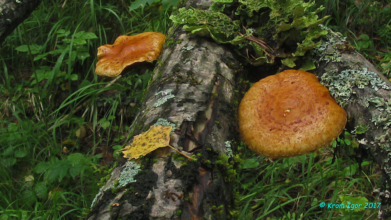 На древесине ивы.

Определено по монографии M. E. Noordeloos Strophariaceae s. l., 2011 г. (серия Fungi Europaei). Автор фото: Кром Игорь