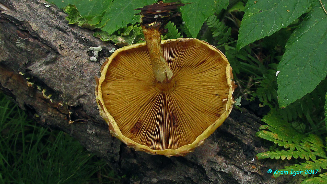 На древесине ивы.

Определено по монографии M. E. Noordeloos Strophariaceae s. l., 2011 г. (серия Fungi Europaei). Автор фото: Кром Игорь