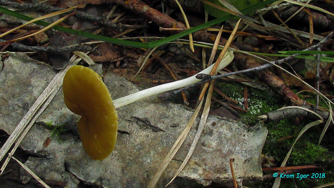 Плютей золотистожилковый (Pluteus chrysophlebius) Автор фото: Кром Игорь