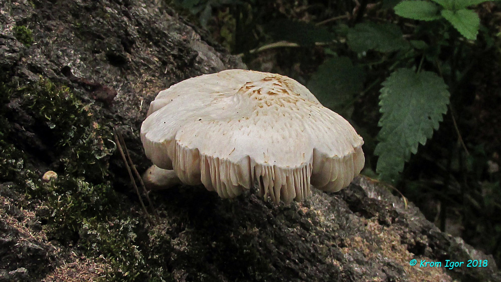 грибы,Pluteus,Томская область,©,пластинчатые грибы Автор фото: Кром Игорь