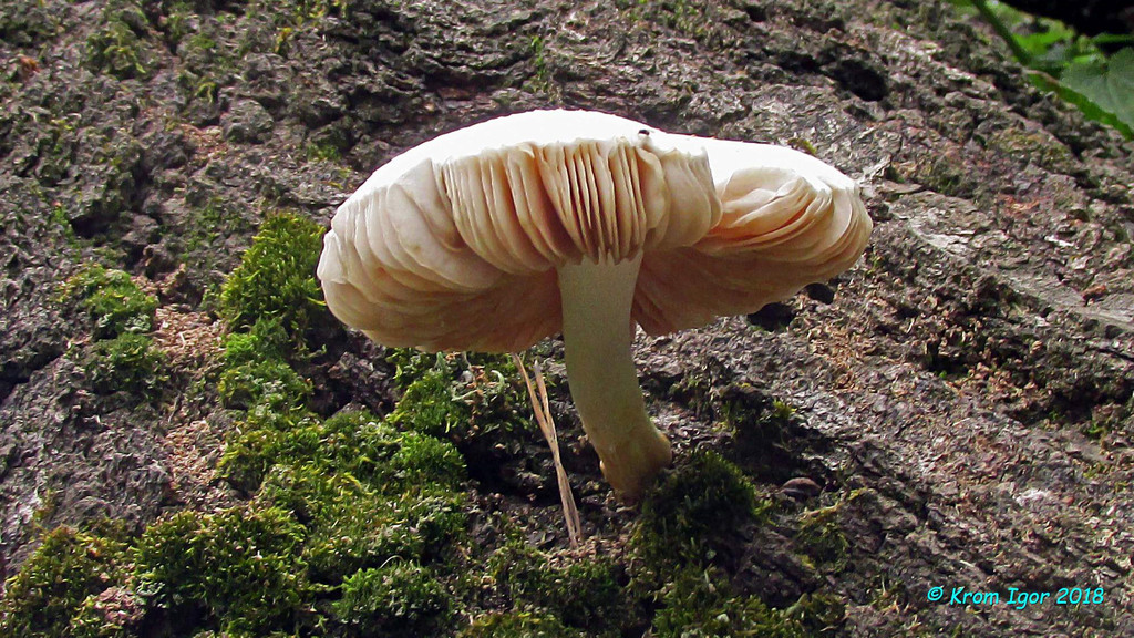 грибы,Pluteus,Томская область,©,пластинчатые грибы Автор фото: Кром Игорь