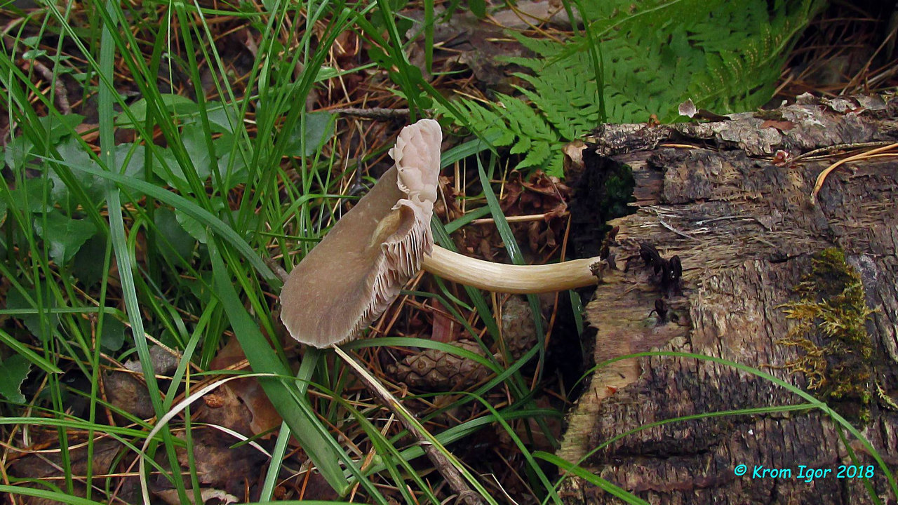 Плю­тей мел­ко­опу­шён­ный, ко­рич­не­вая форма (Pluteus tomentosulus f. brunneus). Типовая форма вида с полностью белой окраской шляпки и ножки встречается в Северной Америке. 
На берёзовом валеже.  Автор фото: Кром Игорь