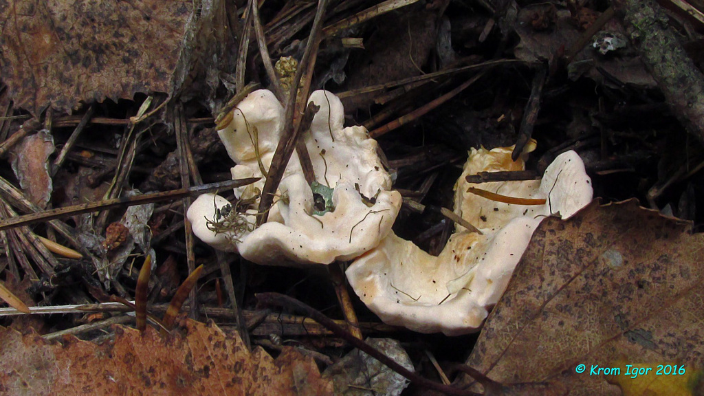 Систотрема сливающаяся (Sistotrema confluens)На почве и мелких растительных остатках Автор фото: Кром Игорь