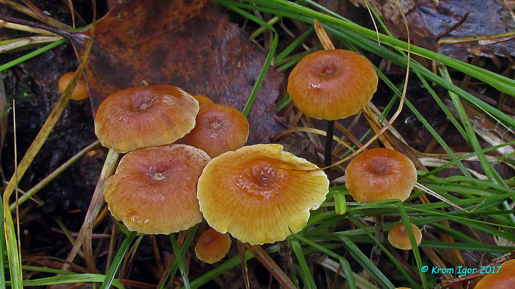 Ксеромфалина ясенелюбивая характеризуется крупными (до 3 см в диаметре шляпки) плодовыми телами, полностью опушенной ножкой (опушение особенно хорошо различимо у сухих грибов), мягким вкусом а также рядом микропризнаков. Растёт на подстилке или мелких древесных остатках под ясенем, буком, ольхой, осиной, иногда - под хвойными деревьями, в северных или горных регионах Северной Америки и Европы. В 2017-м году обнаружен в окрестностях пос. Жаровск Красноярского края. Автор фото: Кром Игорь