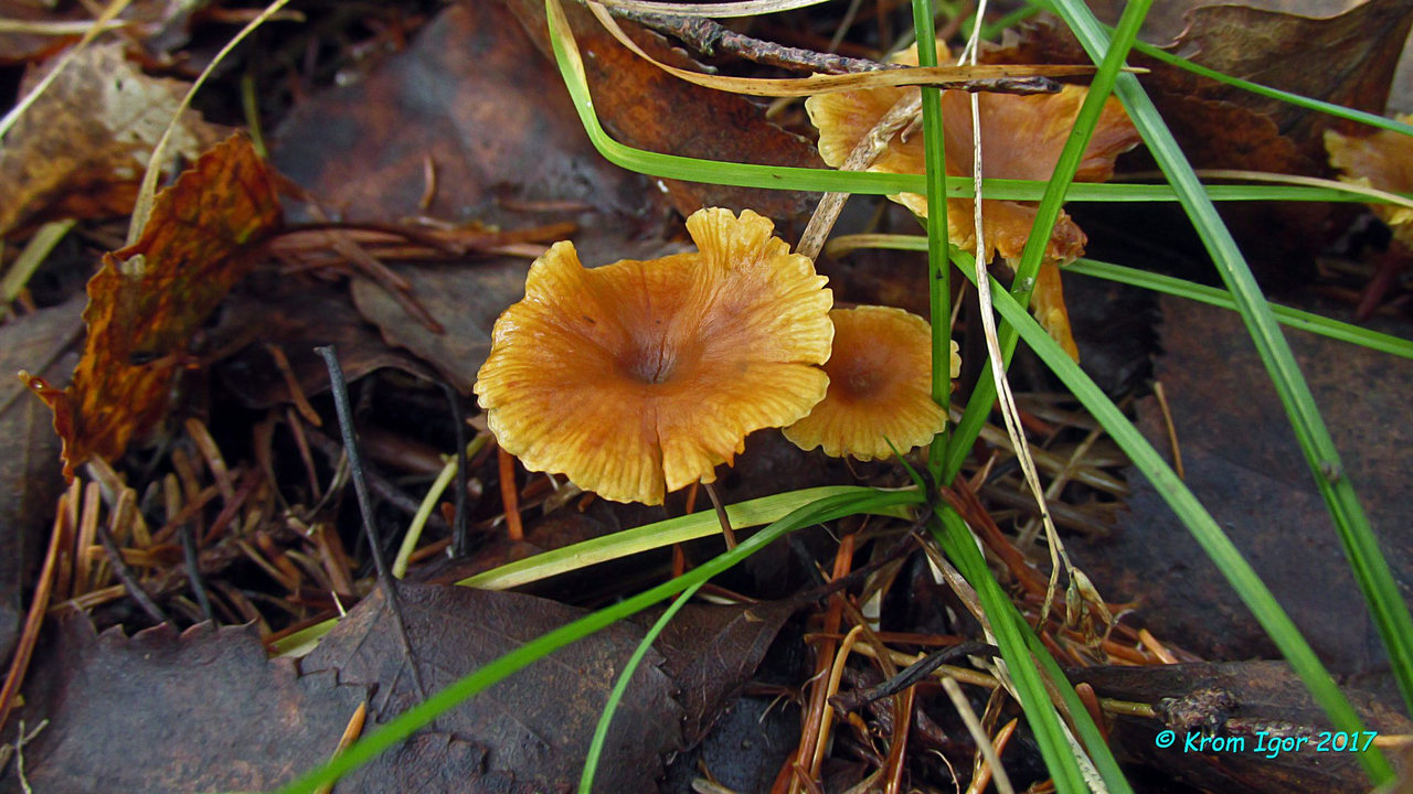 Ксеромфалина ясенелюбивая характеризуется крупными (до 3 см в диаметре шляпки) плодовыми телами, полностью опушенной ножкой (опушение особенно хорошо различимо у сухих грибов), мягким вкусом а также рядом микропризнаков. Растёт на подстилке или мелких древесных остатках под ясенем, буком, ольхой, осиной, иногда - под хвойными деревьями, в северных или горных регионах Северной Америки и Европы. В 2017-м году обнаружен в окрестностях пос. Жаровск Красноярского края. Автор фото: Кром Игорь