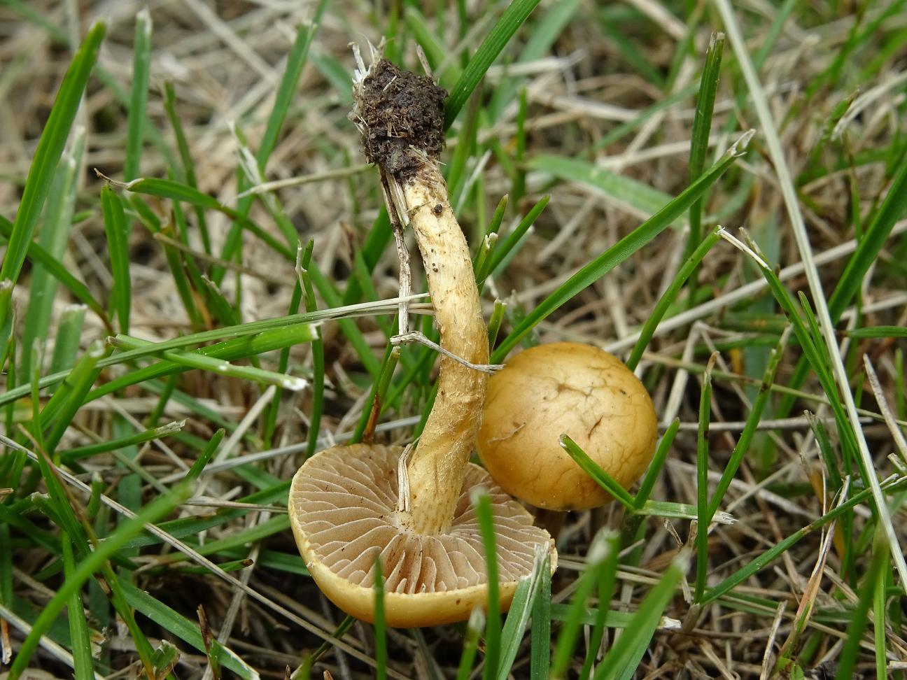 Syn.: Agrocybe semiorbicularis. Агроцибе стоповидная. Софийская область, 14 мая. Автор фото: Кирилова Любовь