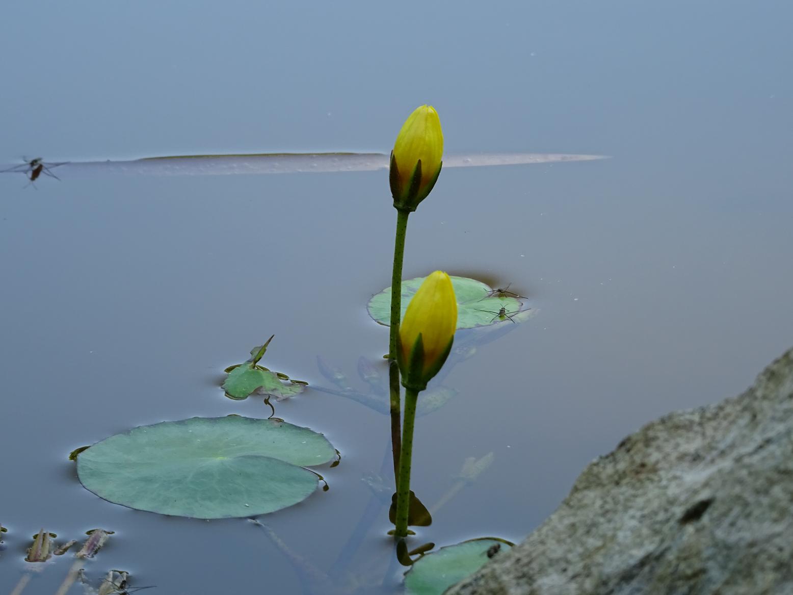 Витоша, Боянское озеро Автор фото: Кирилова Любовь