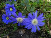 s:травянистые,c:сине-фиолетовые,c:синие или голубые,околоцветник актиноморфный,лепестков 7 и более