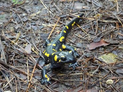 Огненная саламандра (Salamandra salamandra)  Автор фото: Кирилова Любовь