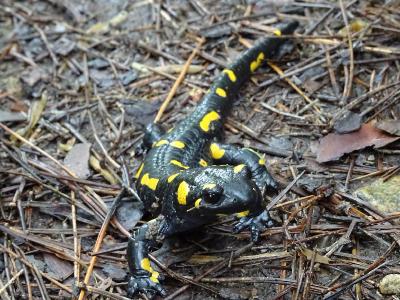 Огненная саламандра (Salamandra salamandra)  Автор фото: Кирилова Любовь