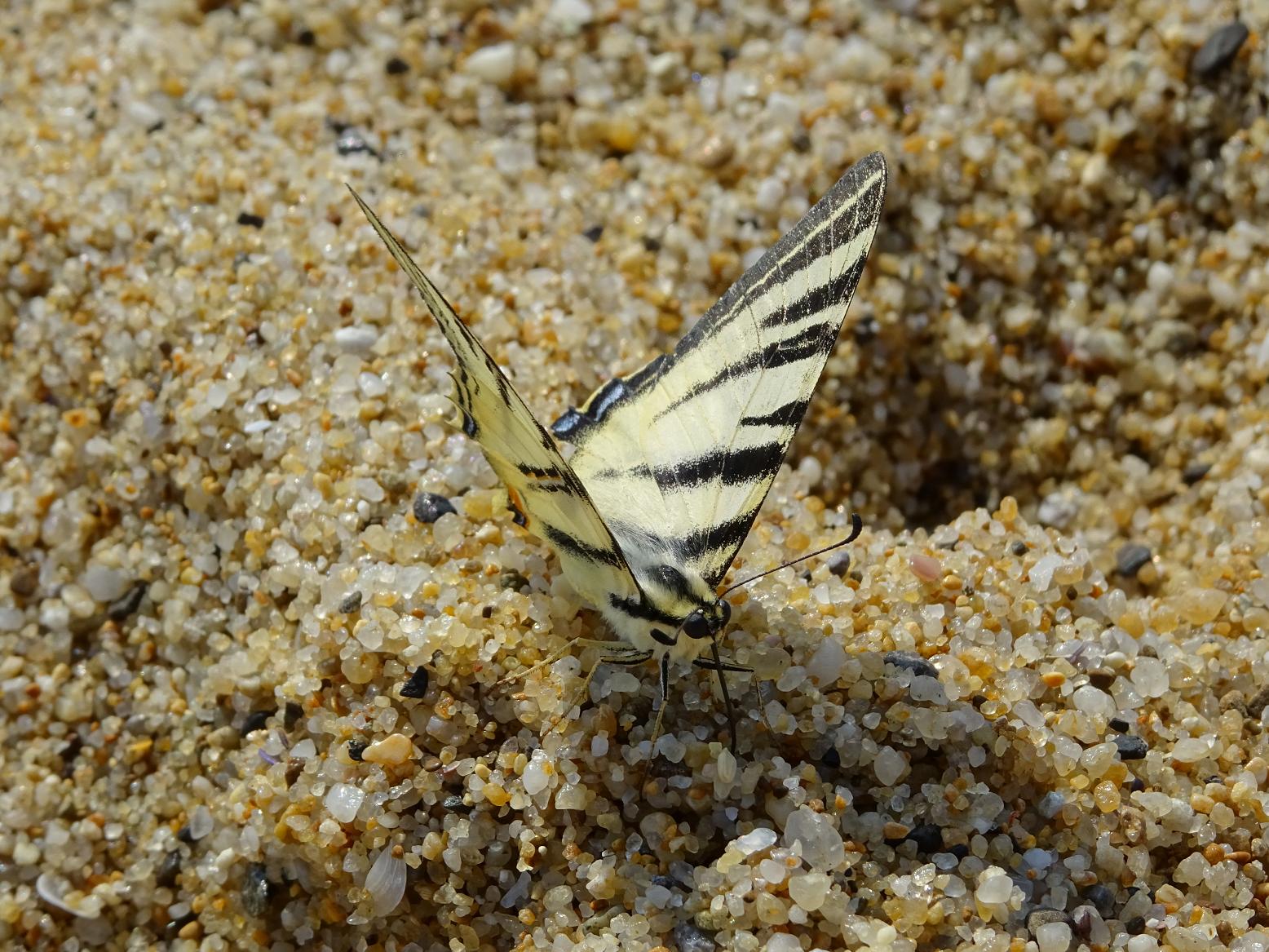 Парусник подалирий (Iphiclides podalirius)Чёрное море, Золотые пески, август. Автор фото: Кирилова Любовь