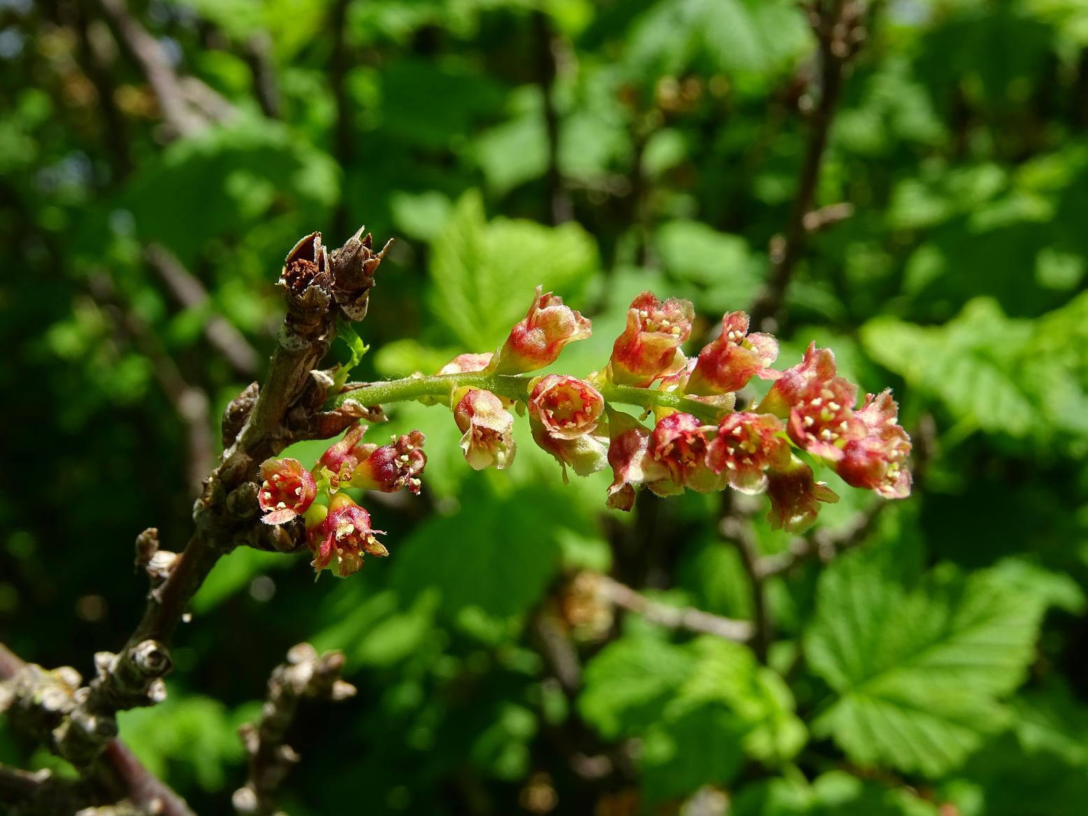 Смородина скальная (Ribes petraeum). Автор фото: Кирилова Любовь