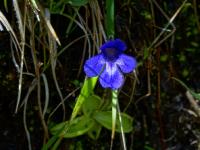 s:травянистые,c:синие,c:синие или голубые,c:сине-фиолетовые,околоцветник зигоморфный,s:плотоядные,d:в Болгарии