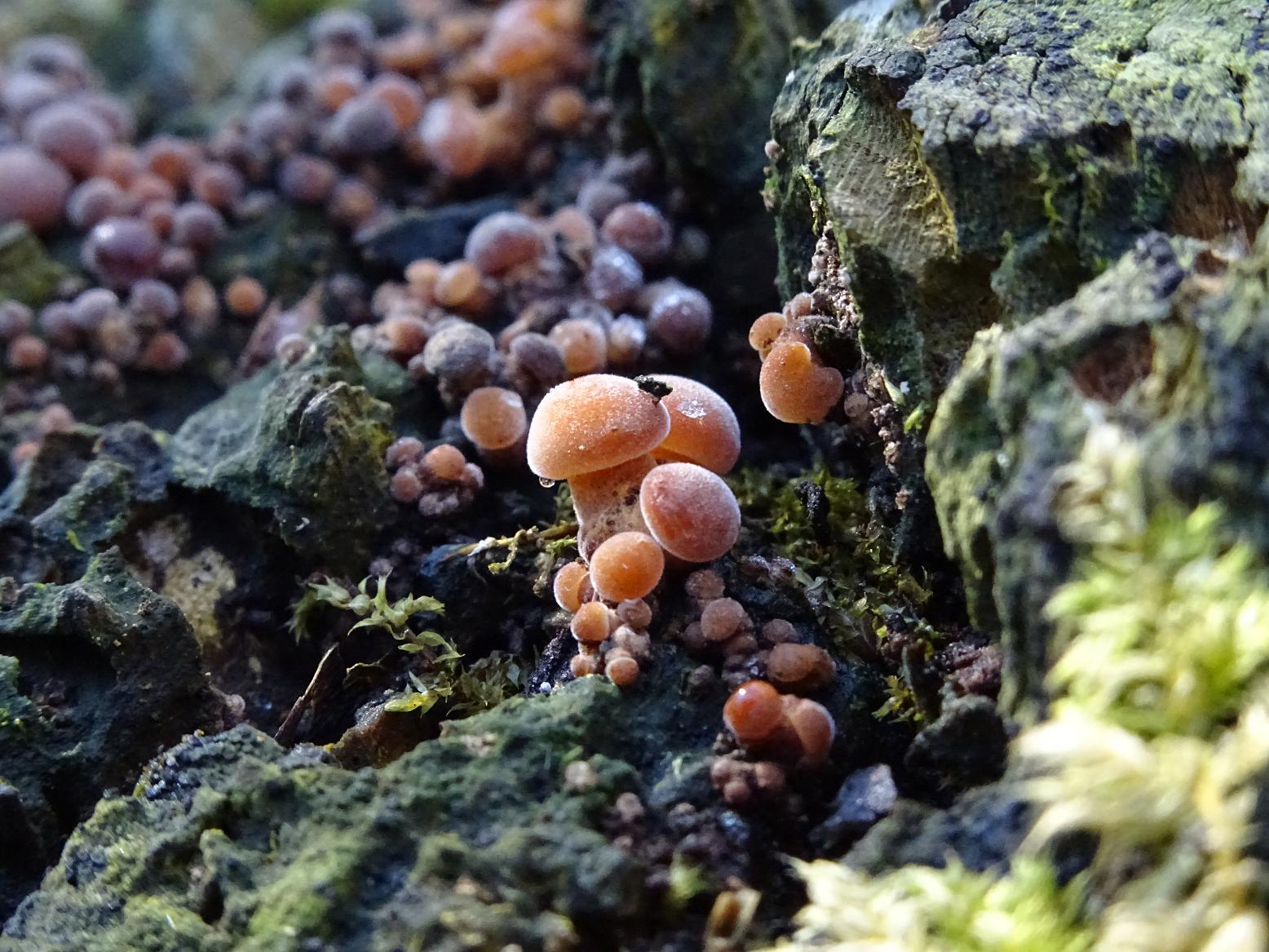 Опёнок зимний (Flammulina velutipes)Примордии, самый крупный гриб (по центру) - до 5 мм., 16 февраля 2019. Автор фото: Кирилова Любовь