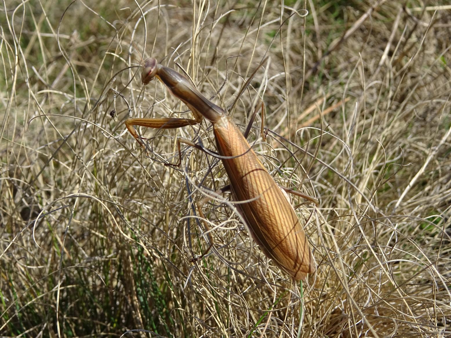 Богомол обыкновенный (Mantis religiosa) Автор фото: Кирилова Любовь
