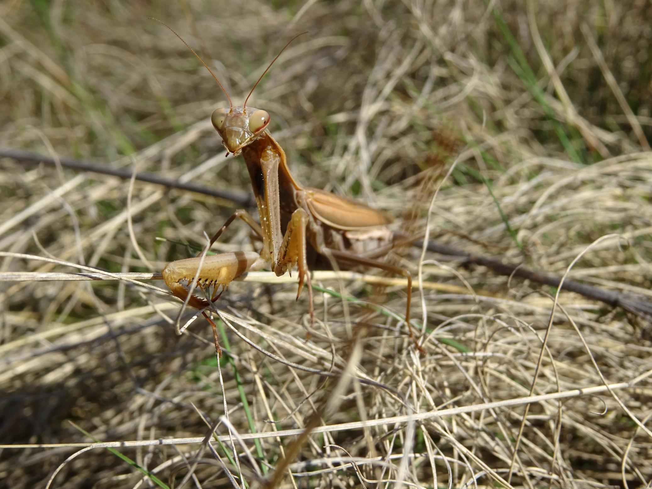Богомол обыкновенный (Mantis religiosa) Автор фото: Кирилова Любовь