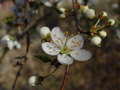 Слива вишненосная (Prunus cerasifera)  Автор фото: Кирилова Любовь