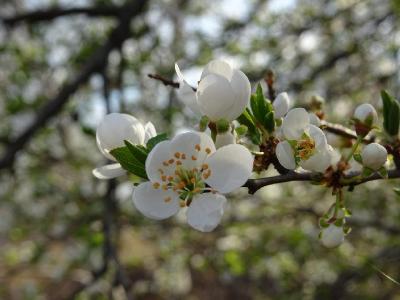 Слива вишненосная (Prunus cerasifera)  Автор фото: Кирилова Любовь
