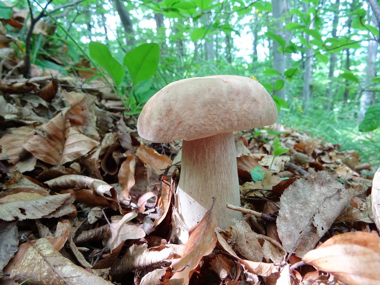 Белый гриб дубовый (Boletus reticulatus) Автор: Кирилова Любовь