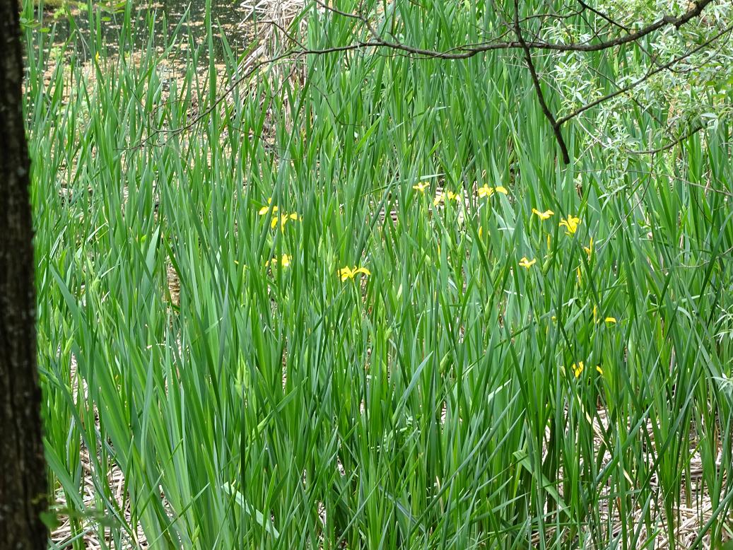 Ирис ложноаирный (Iris pseudacorus)Софийская область, Болгария, май 2020 г. Автор фото: Кирилова Любовь