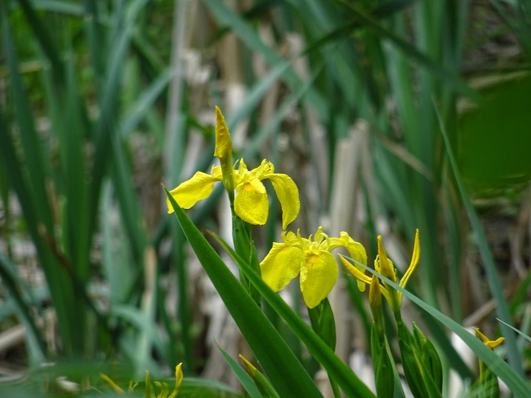 Ирис ложноаирный (Iris pseudacorus)Софийская область, Болгария, май 2020 г. Автор фото: Кирилова Любовь