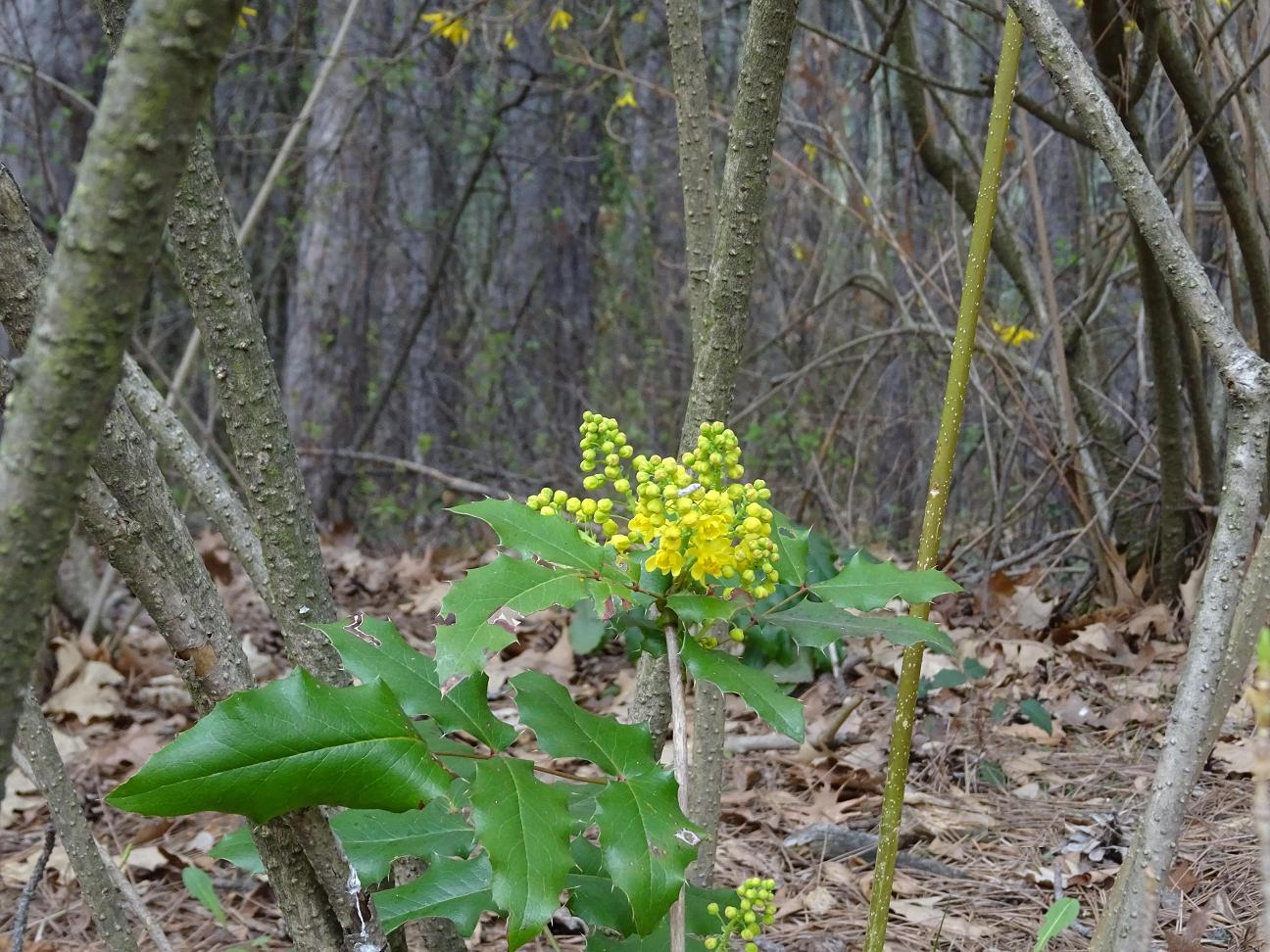 Магония падуболистная (Mahonia aquifolium). Автор: Кирилова Любовь