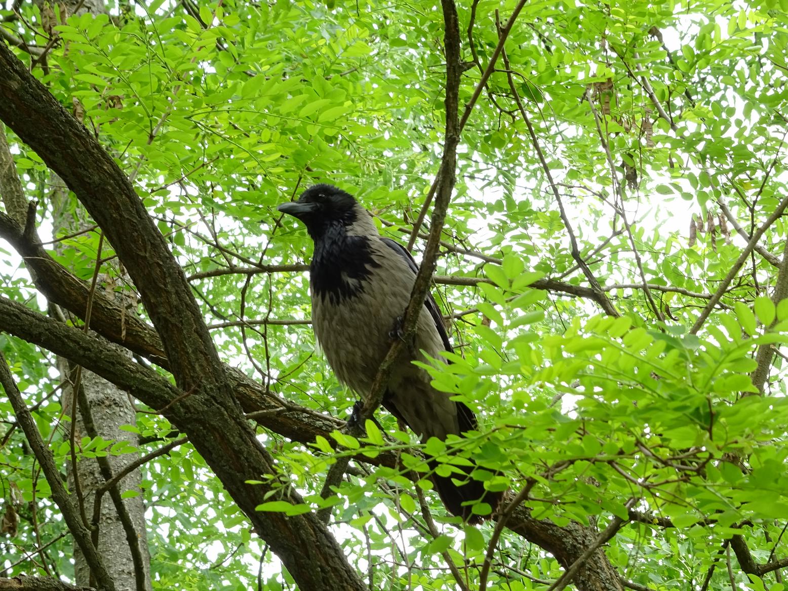 Серая ворона (Corvus cornix)Софийская область, Болгария, май 2020 г. Автор фото: Кирилова Любовь