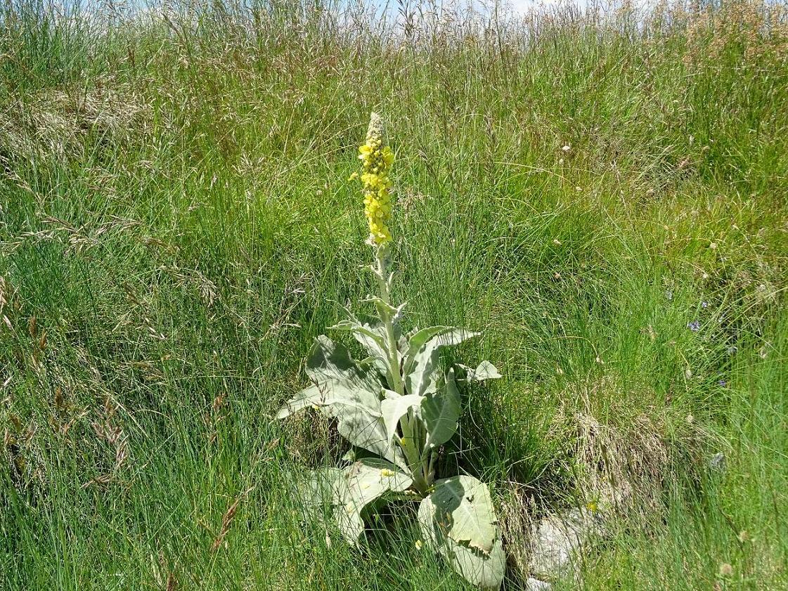 Коровяк длиннолистный (Verbascum longifolium). Автор фото: Кирилова Любовь