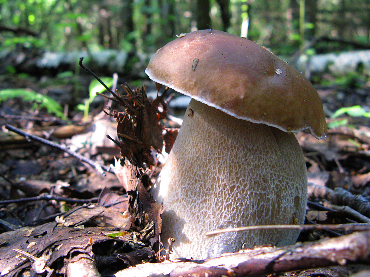 Белый гриб (Boletus edulis) Автор: Кудрявцева Татьяна