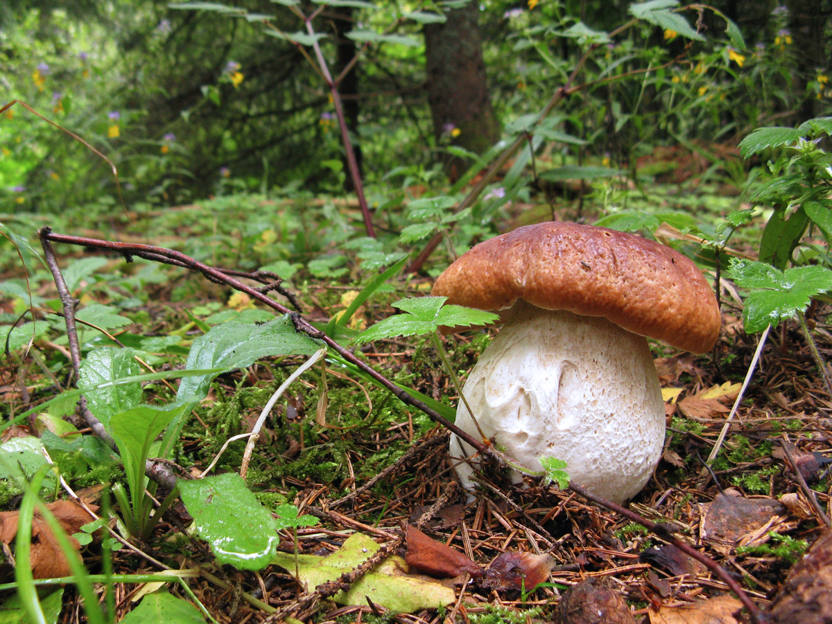 Белый гриб (Boletus edulis) Автор фото - Кудрявцева Татьяна