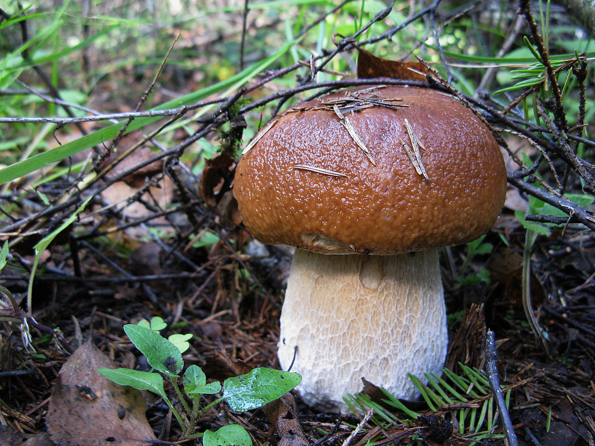 Белый гриб (Boletus edulis) Автор фото - Кудрявцева Татьяна