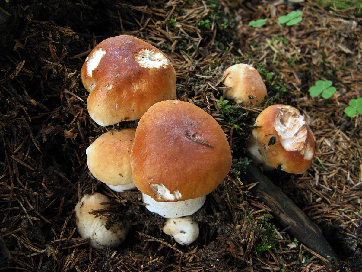 Белый гриб (Boletus edulis) Автор: Кудрявцева Татьяна