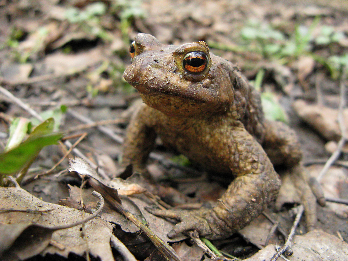 Обыкновенная жаба (Bufo bufo). Автор фото: