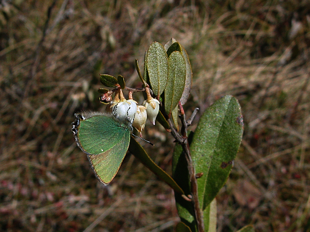 Малинница (Callophrys rubi). Автор фото: Кудрявцева Татьяна