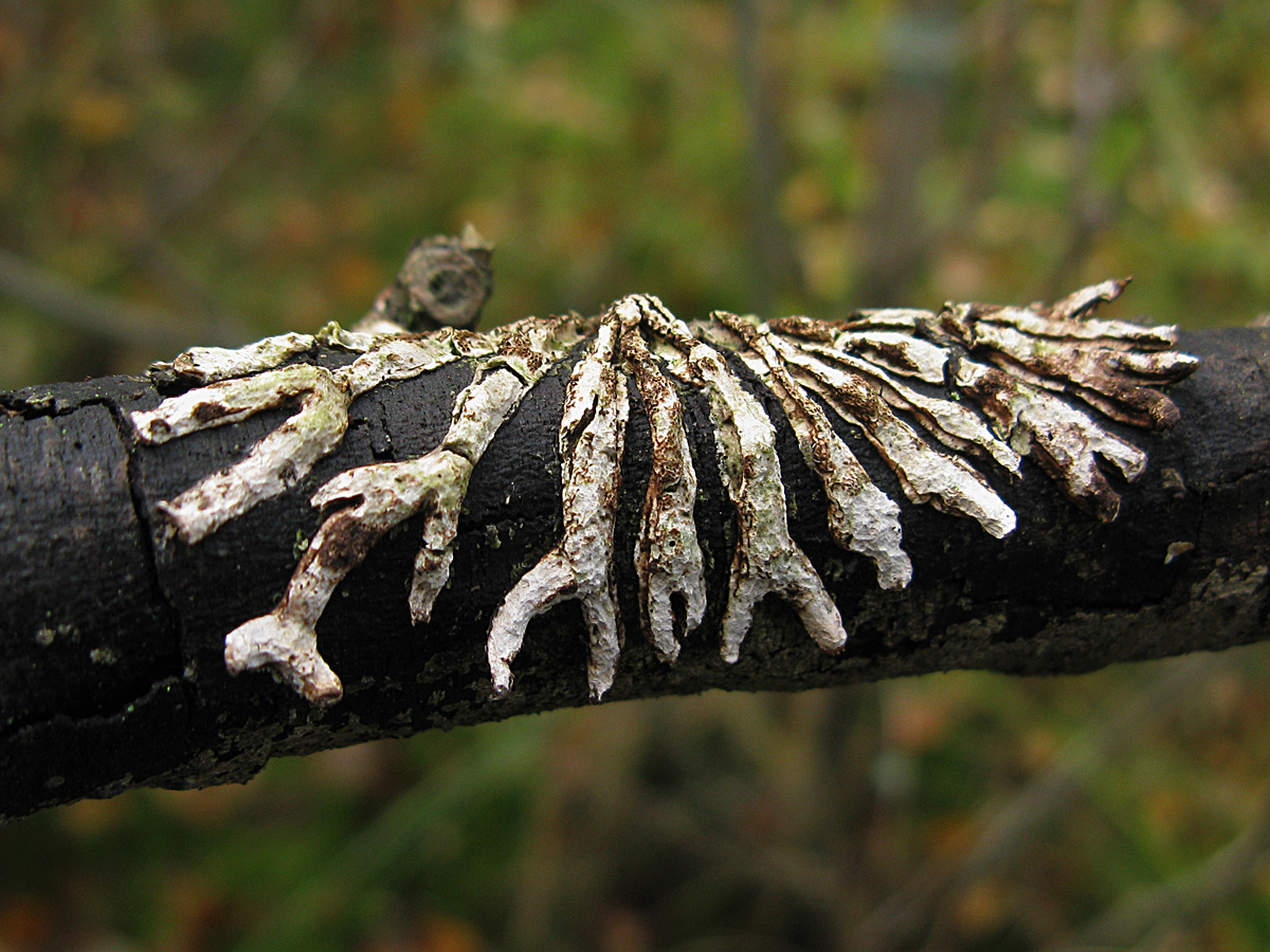 Гипокреопсис лишайниковидный (Hypocreopsis lichenoides). Автор фото: Кудрявцева Татьяна