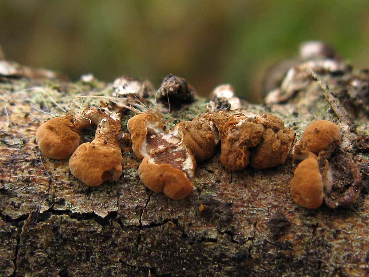 Гипокреопсис лишайниковидный (Hypocreopsis lichenoides). Автор фото: Кудрявцева Татьяна