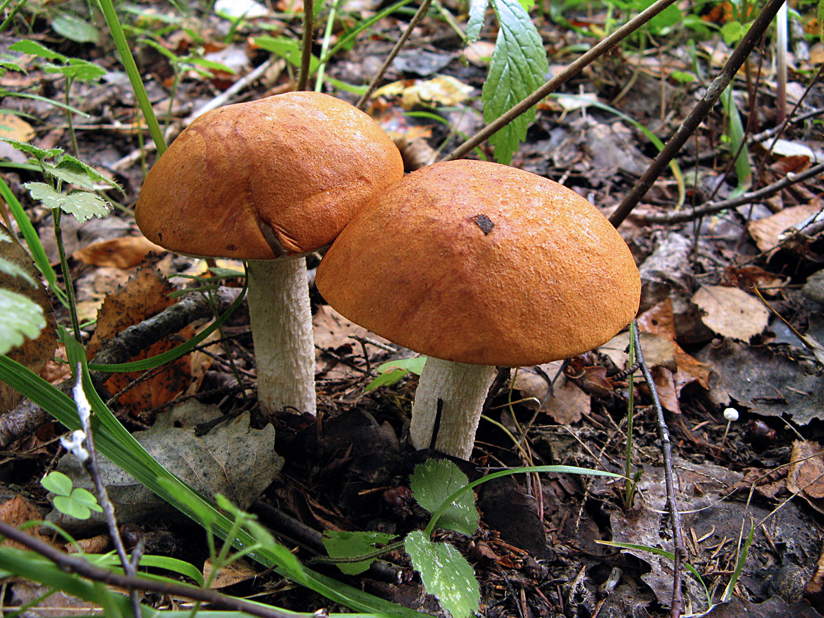 грибы белгородской области съедобные фото с названиями