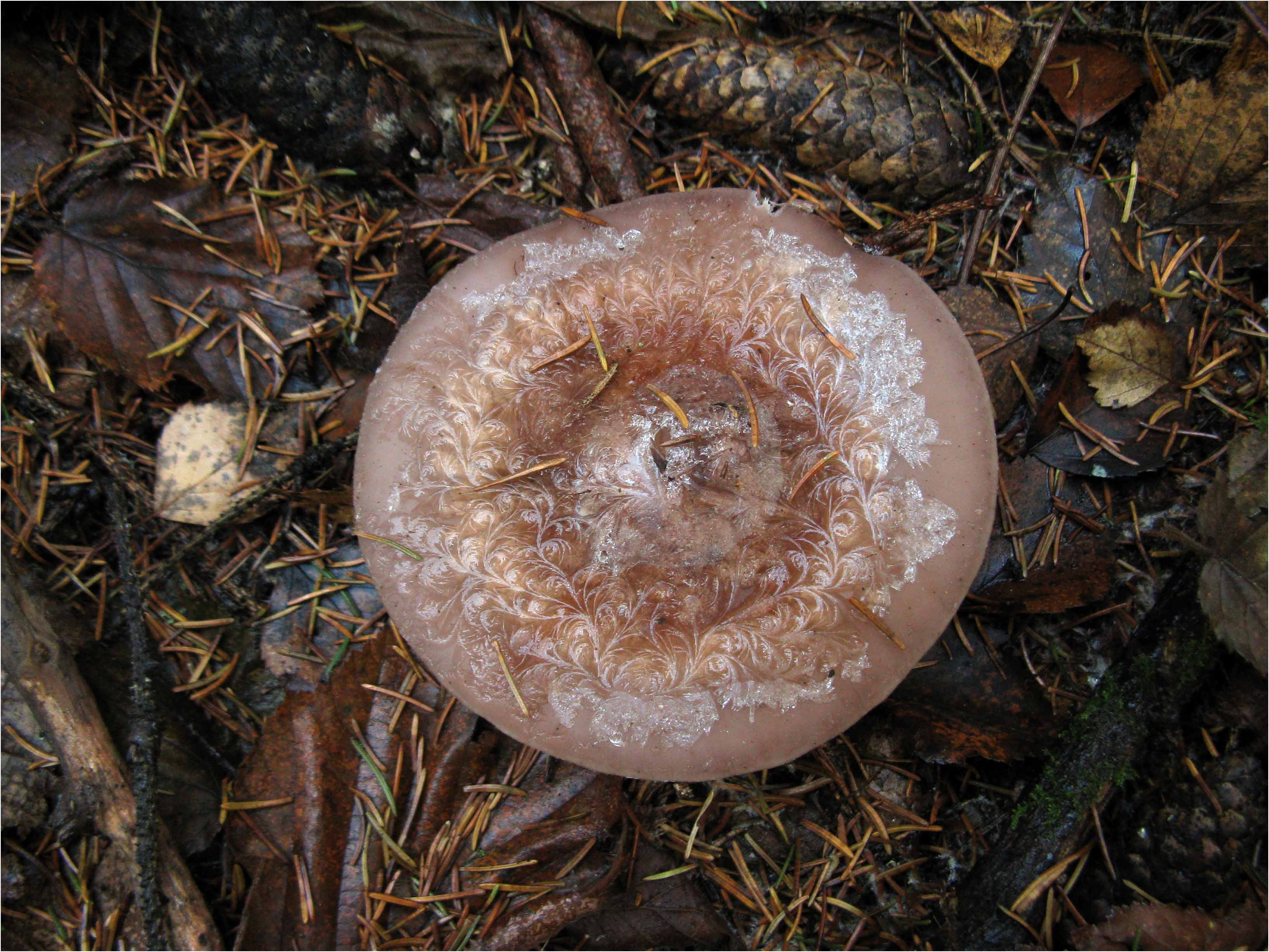 Рядовка фиолетовая (Lepista nuda)Дождь сменился утренним морозцем - и грибы стали похожи на расписные шкатулки. Автор фото: Кудрявцева Татьяна
