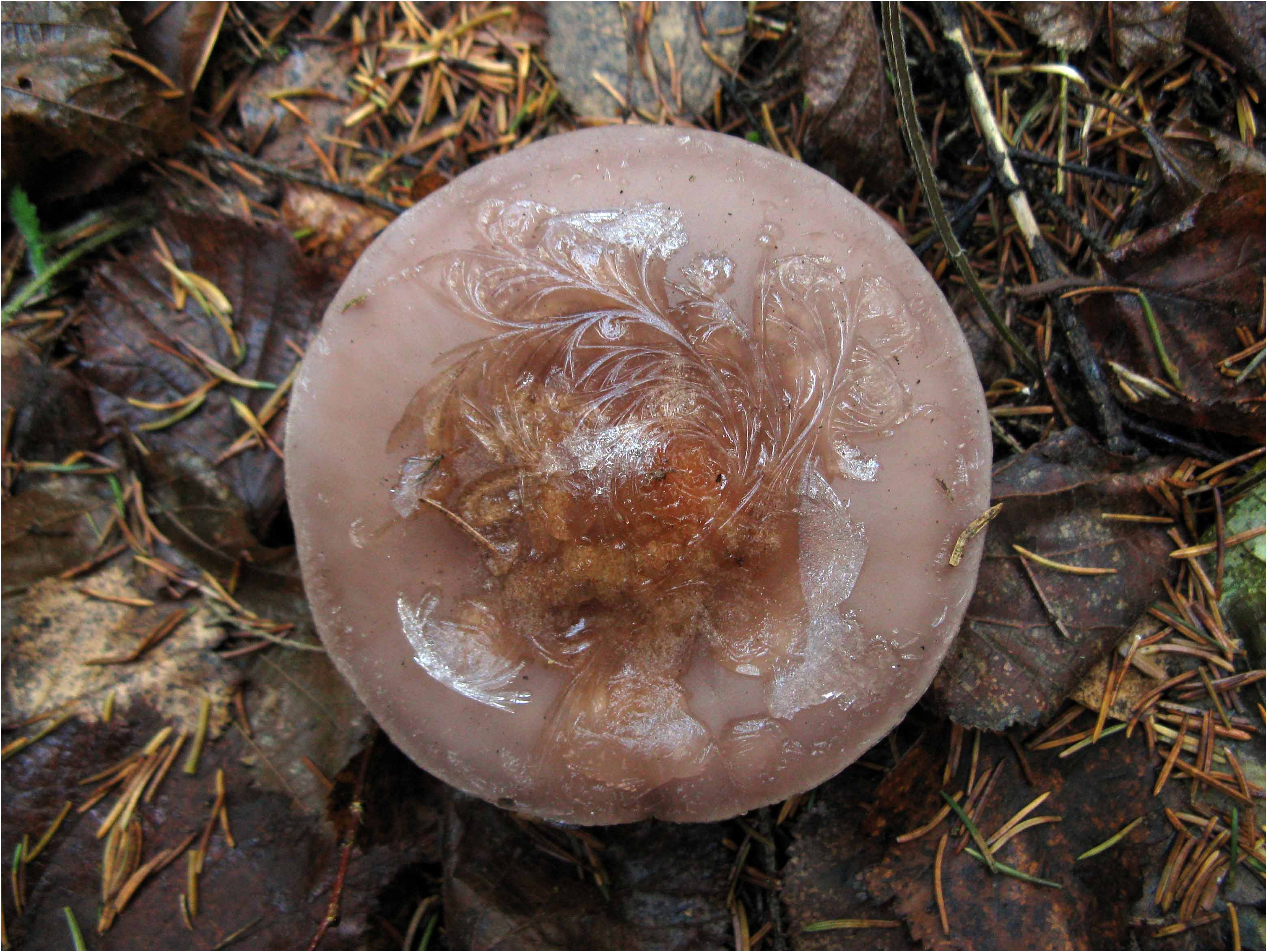 Рядовка фиолетовая (Lepista nuda)Дождь сменился утренним морозцем - и грибы стали похожи на расписные шкатулки. Автор фото: Кудрявцева Татьяна