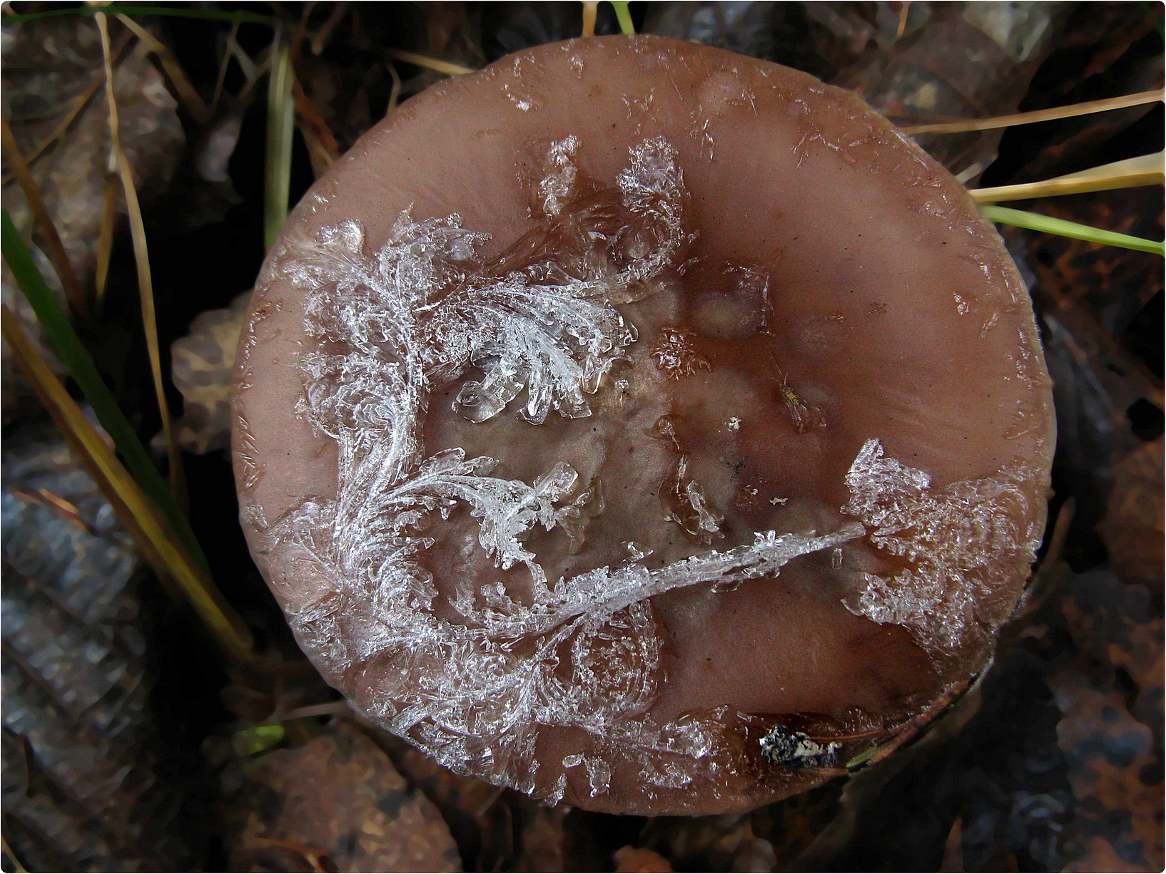 Дождь сменился утренним морозцем - и грибы стали похожи на расписные шкатулки. Автор фото: Кудрявцева Татьяна