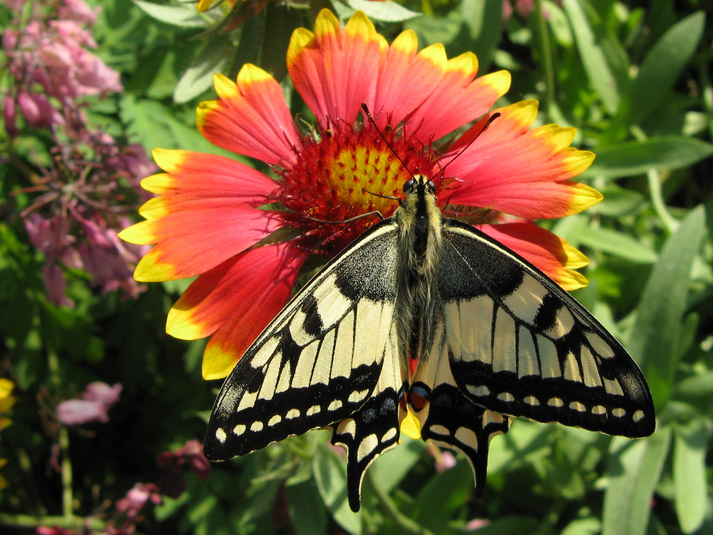 Махаон (Papilio machaon) Автор: Кудрявцева Татьяна